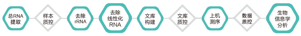 环状RNA（circRNA）测序-技术路线-腾博会官网基因